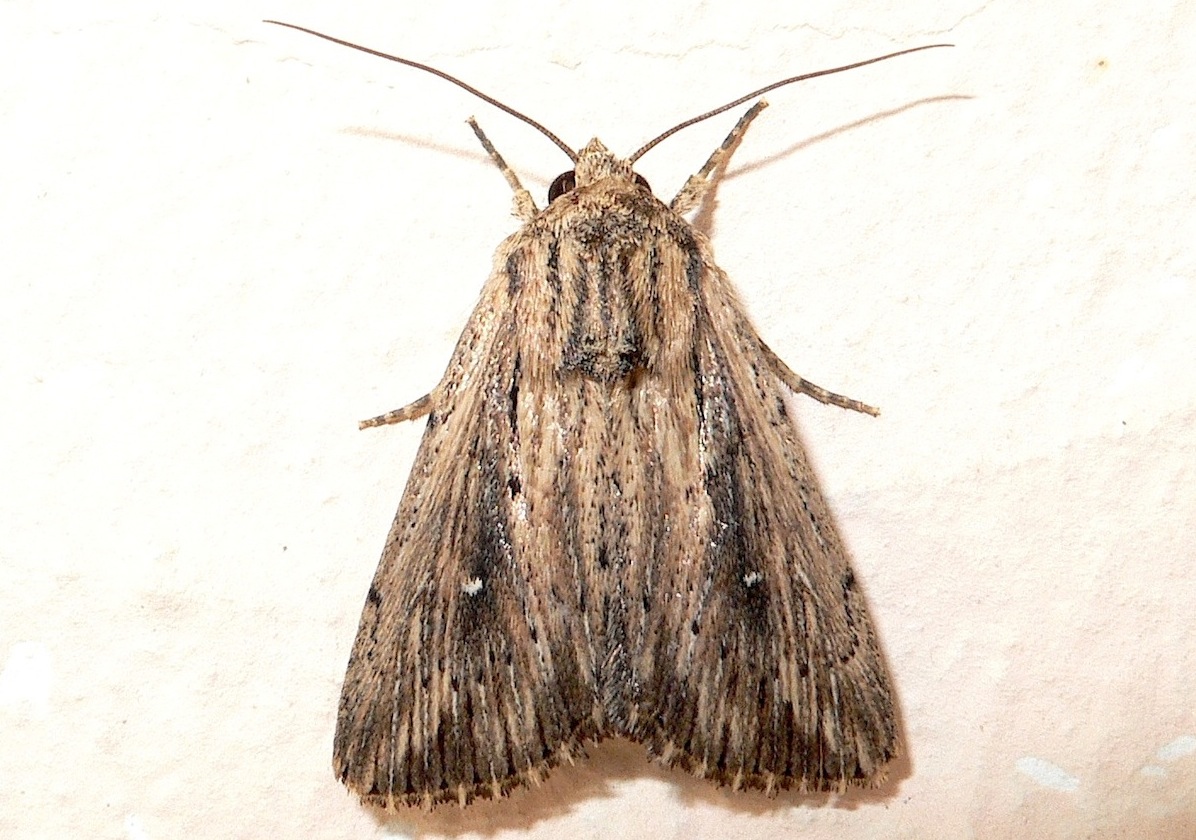 Mythimna o Leucania ?